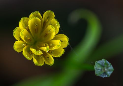 nature flower plant