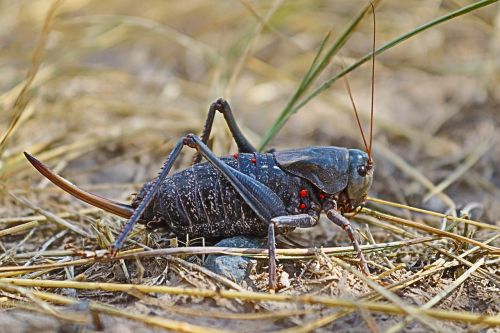 nature insect animal