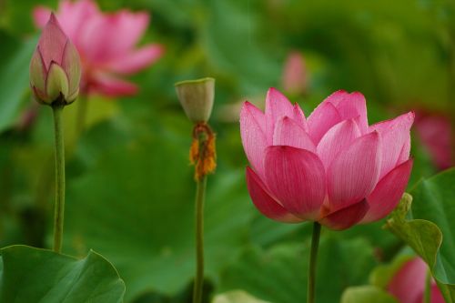 nature plant flower