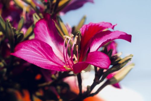 nature flower flora