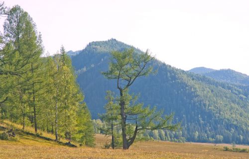 nature tree landscape