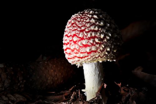 nature mushroom red fly agaric mushroom