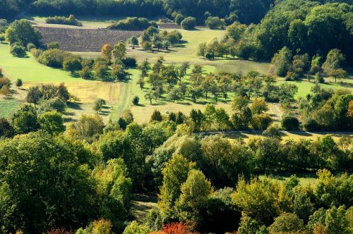 nature tree landscape