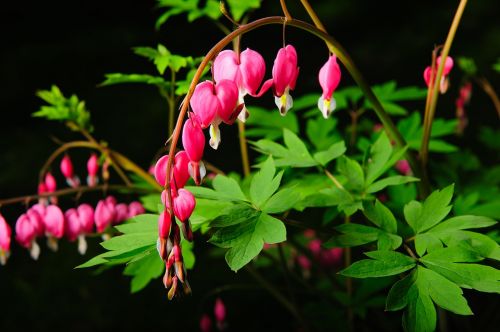 nature leaf flora