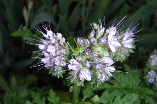 nature flower plant