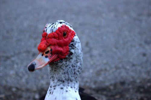 nature muscovy duck bird