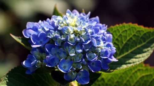 nature plant flower