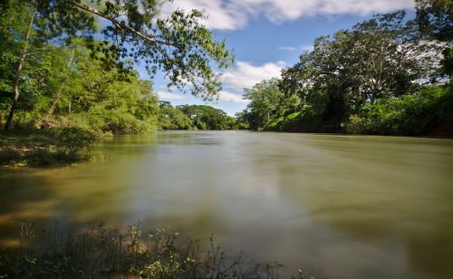 nature water tree