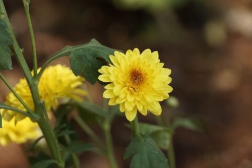 nature flower flora