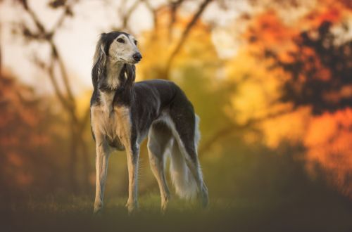 nature dog greyhound