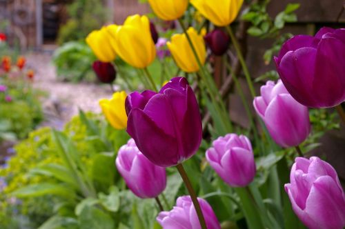 nature flower plant