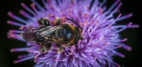 nature flower insect