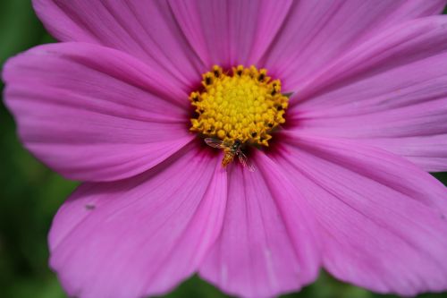 nature flower flora