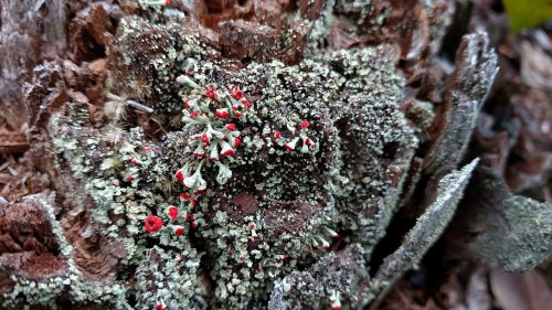 nature winter lichen