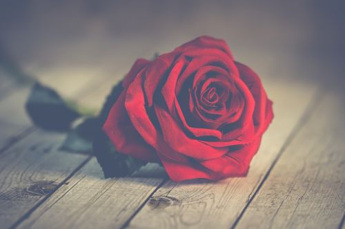 nature roses romantic