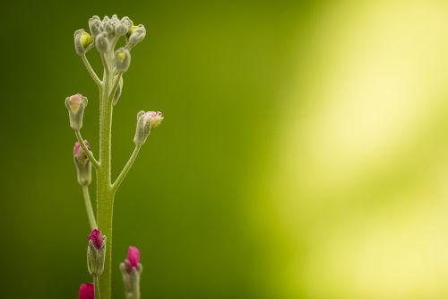 nature growth leaf