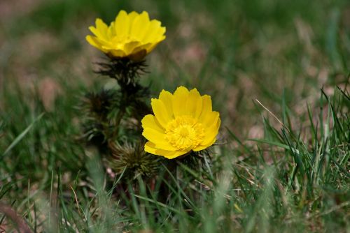 nature flora flower