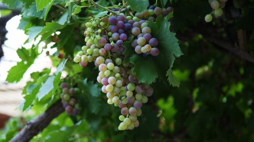 nature fruit grape