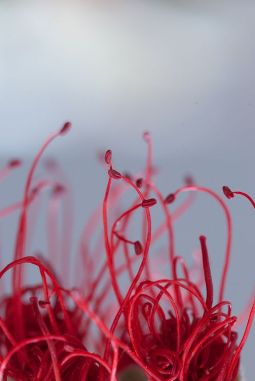 nature flower macro