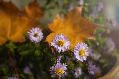 nature flower plant