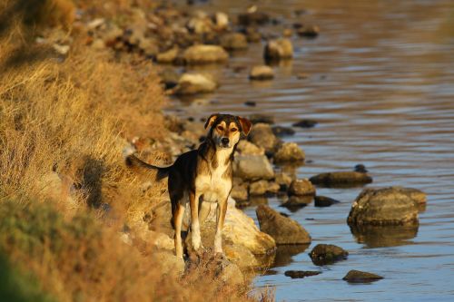 nature animal dog