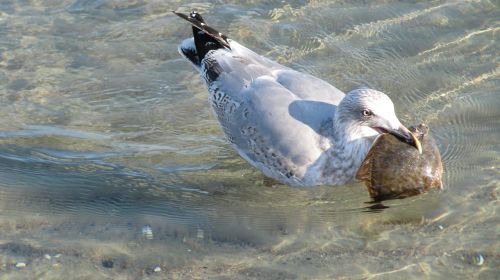 nature waters bird