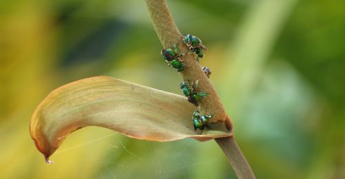 nature leaf garden