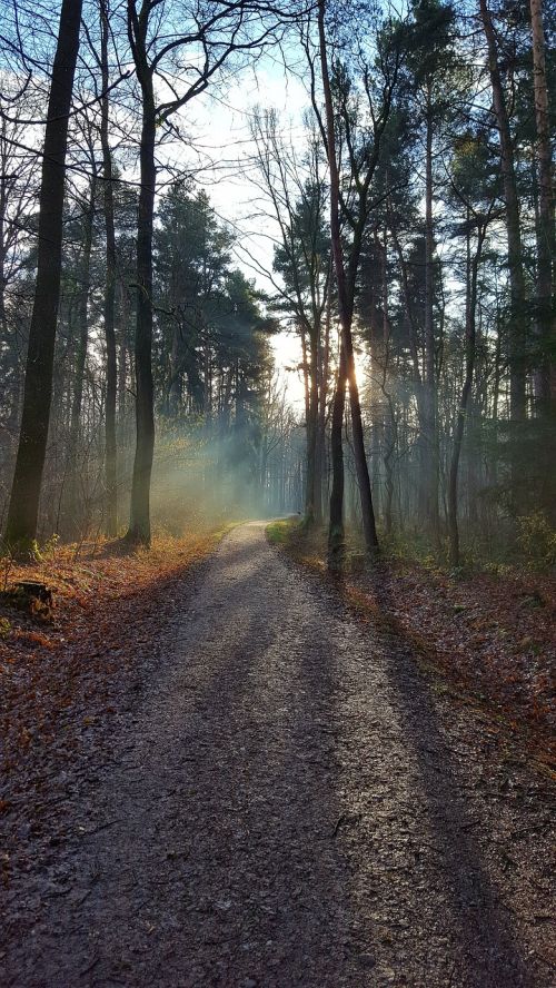 nature tree wood