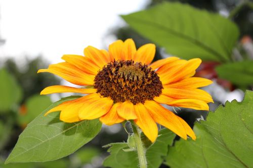 nature flora flower