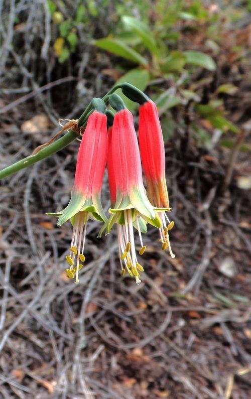 nature outdoors plant