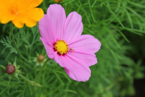 nature summer flora