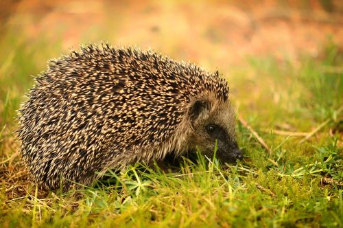 nature grass animal world