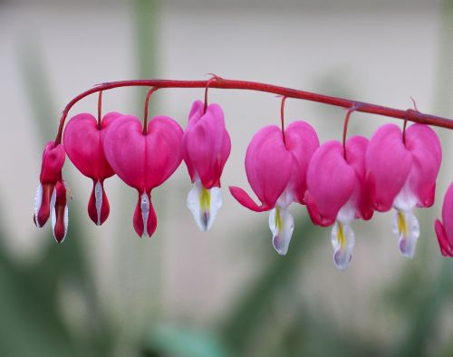 nature flower plant