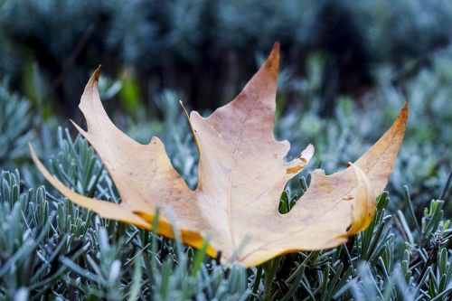 nature leaves plant