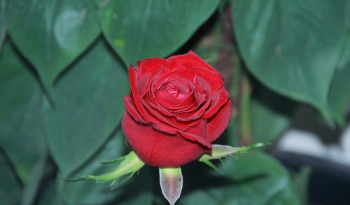 nature flower leaf