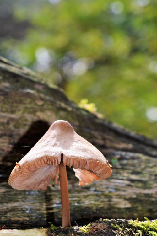 nature fungi mushroom