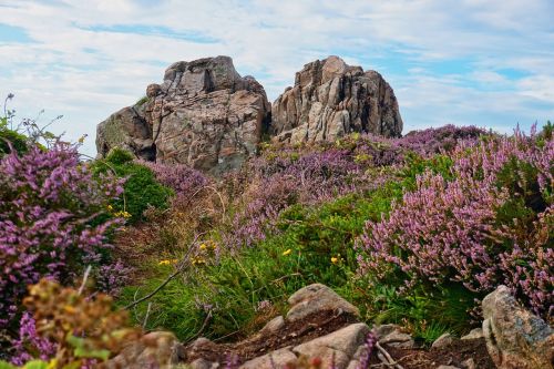 nature flower landscape