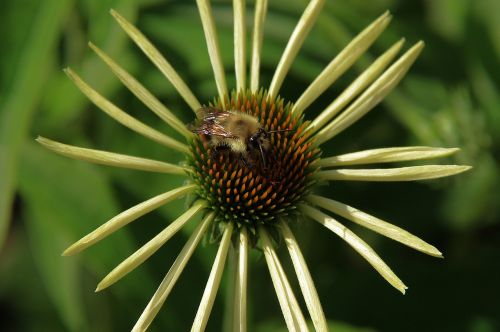 nature flora flower