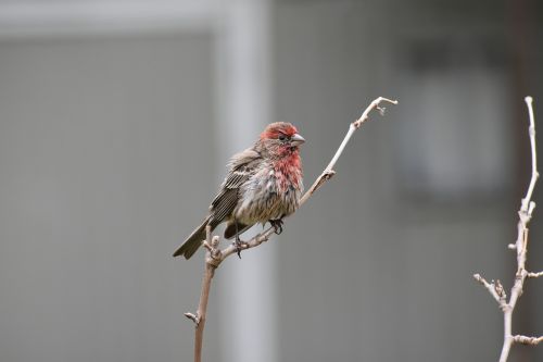 nature bird house finch