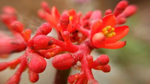 nature flower flora