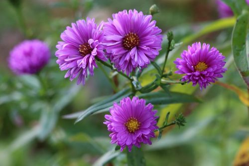 nature plant flower