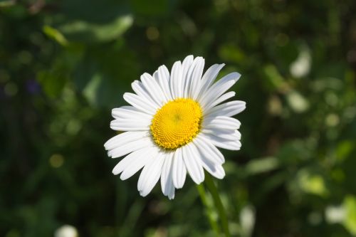 nature plant flower