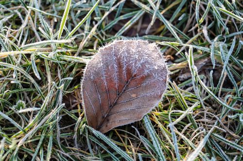 nature leaf frozen