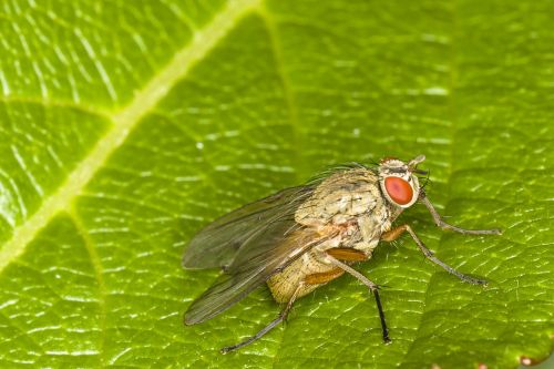 nature animal insect