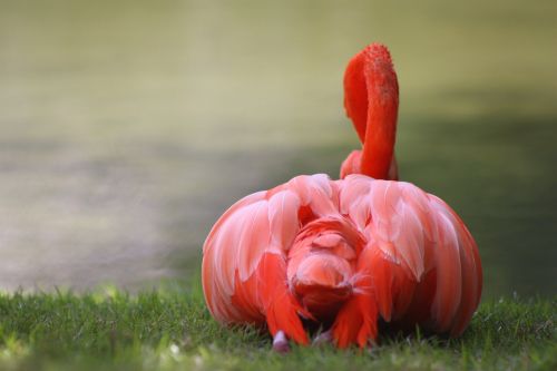 nature flamingo caribbean