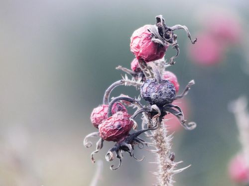 nature rose hip transient