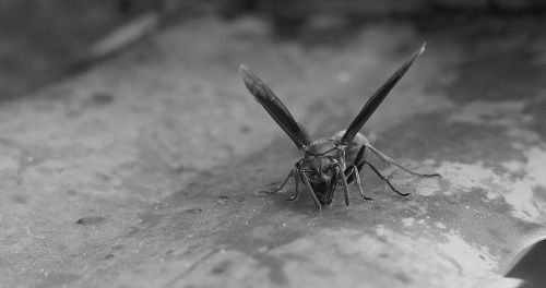 nature outdoors insect