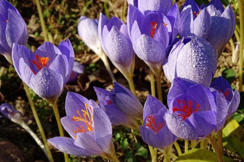 nature flower plant