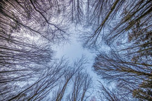 nature tree winter