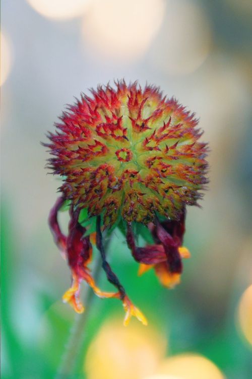 nature flower plant